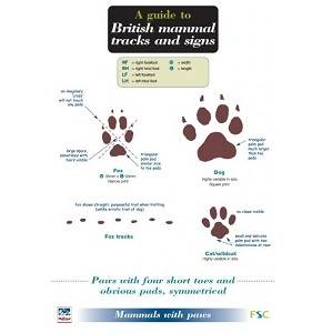 British Mammal Tracks & Signs
